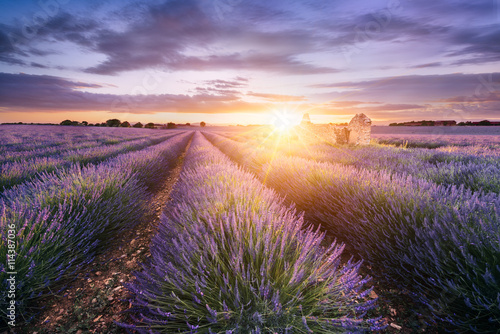 Fototapeta Naklejka Na Ścianę i Meble -  LAVENDER IN SOUTH OF FRANCE