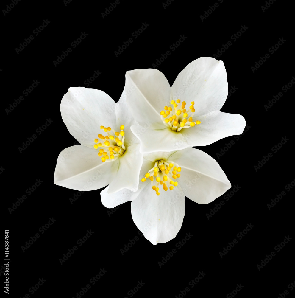 Obraz premium White jasmine flower.