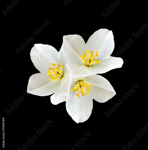 White jasmine flower. © alenalihacheva