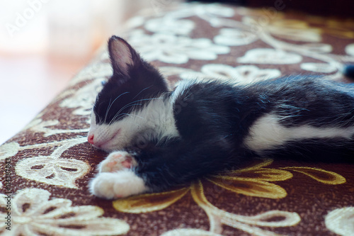 Homeless little kitten. Matched kitten resting on the couch.