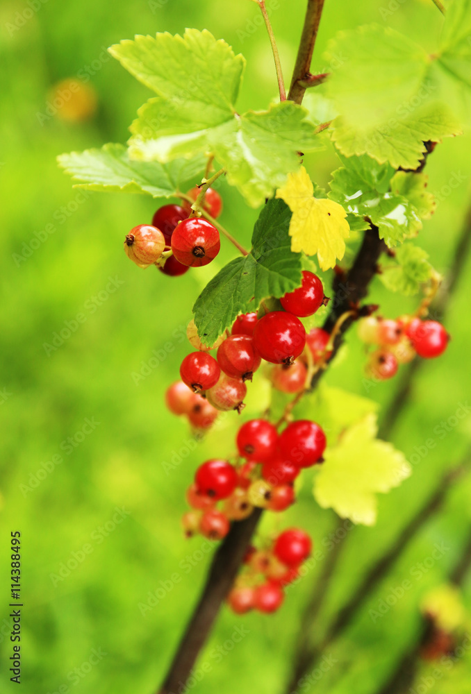 redcurrant redcurrant