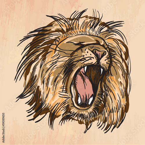 Lion - An hand drawn vector