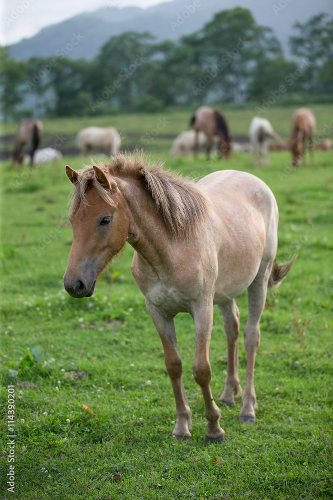 牧場の馬