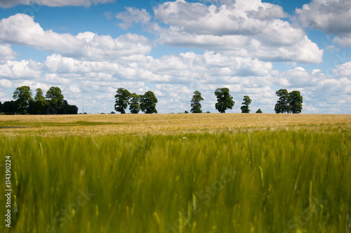 Young rye field and beautiful clouds photo