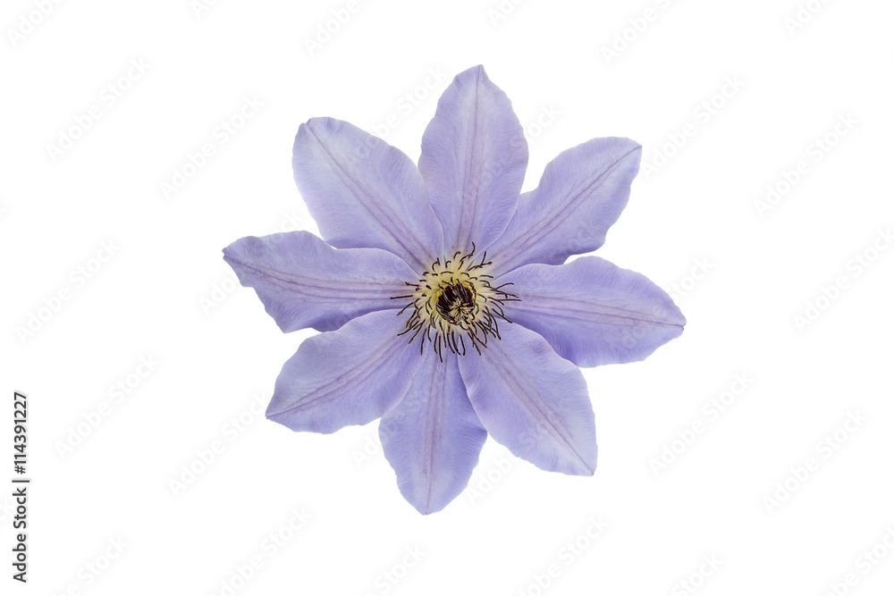 Fototapeta premium lilac flower isolated on whte