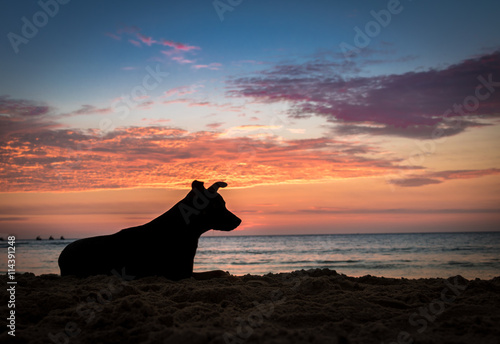 Silhoutte of a dog at sunset on a beach © diegograndi
