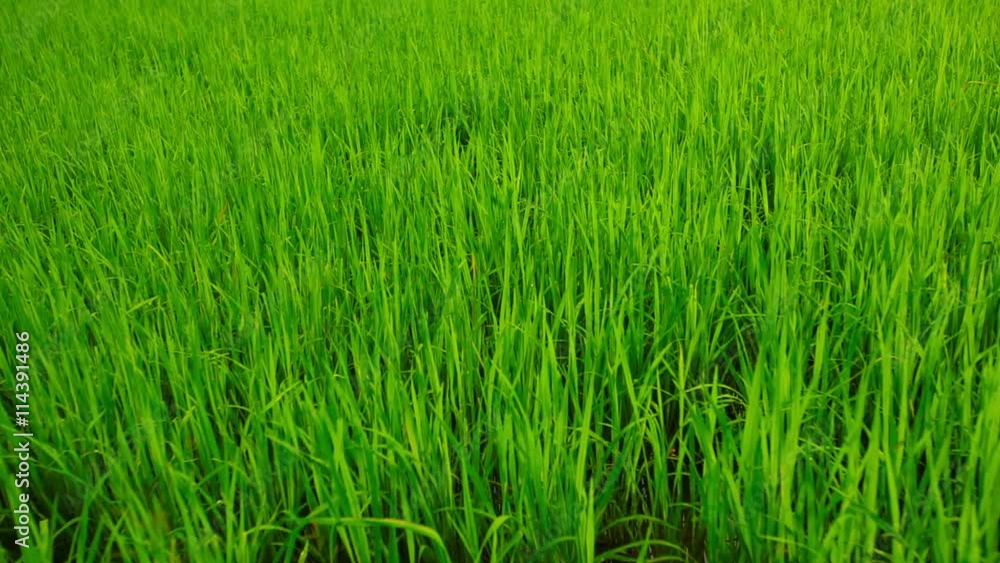 Video 1920x1080 - Slow, panning shot of young, green rice plants, growing from a lowland paddy near Sukhothai, Thailand. Video 1920x1080 - Slow, panning shot of young, green rice plants, growing from a lowland paddy near Sukhothai, Thailand.