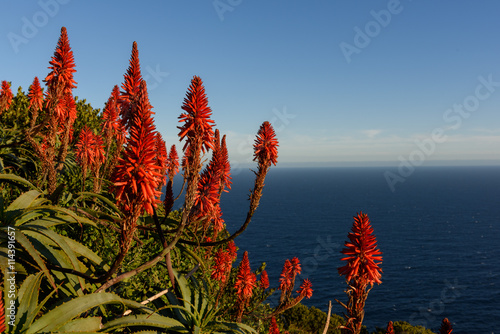 Flowers near Cape Of Good Hope