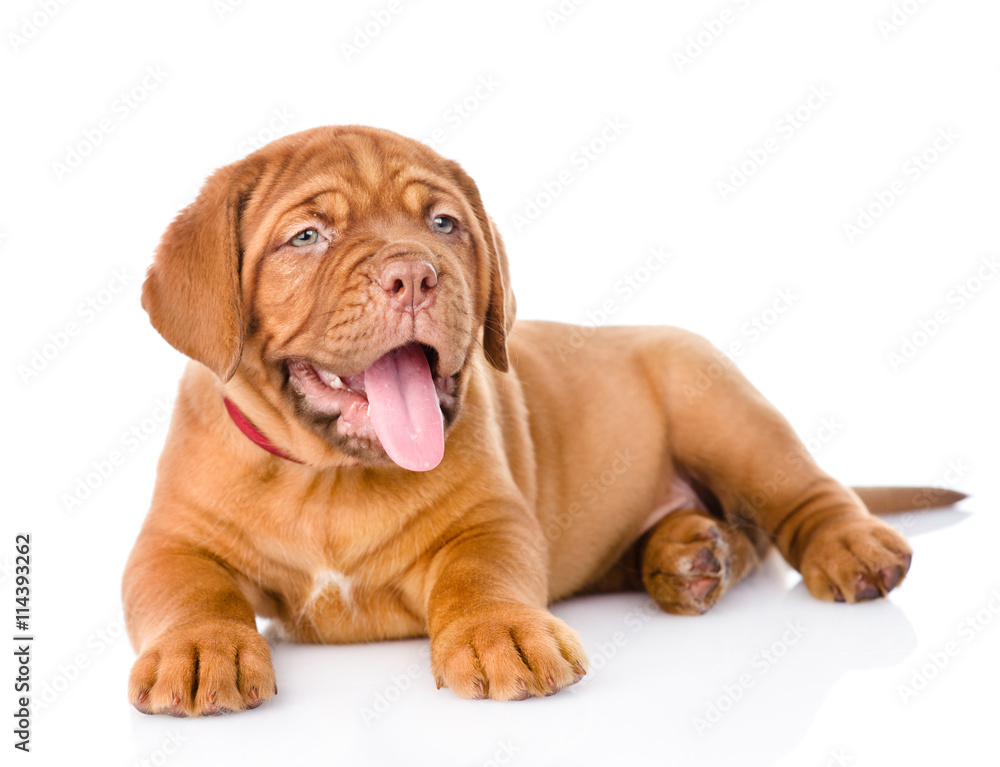 portrait of lying Bordeaux puppy dog. isolated on white background