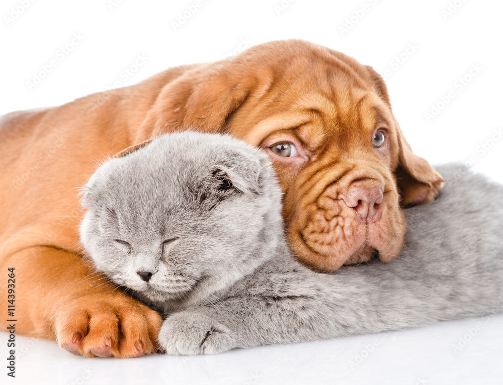 Sad Bordeaux puppy hugs sleeping cat. isolated on white background Sad Bordeaux puppy hugs sleeping cat. isolated on white background