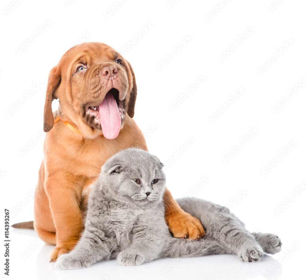 Bordeaux puppy hugs cat. isolated on white background
