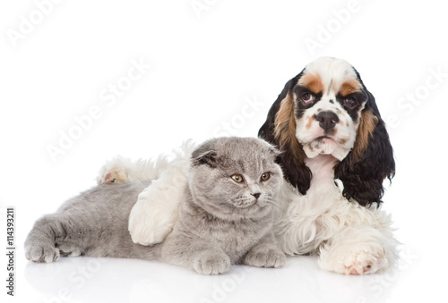 Cocker Spaniel puppy embracing young kitten. isolated on white  © Ermolaev Alexandr