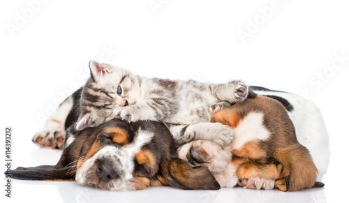 Funny kitten lying on the puppies basset hound. isolated on white