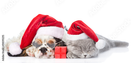 Fototapeta Naklejka Na Ścianę i Meble -  Cocker Spaniel puppy and tiny kitten with gift box sleeping in red santa hat. isolated om white