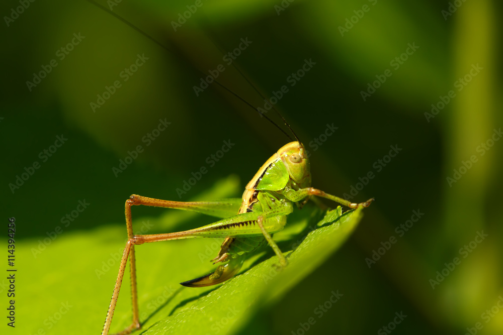 The green grasshopper sits on a grass. The little . insect eats . in garden. The green grasshopper sits on a grass. The little . insect eats . in garden.