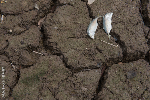 Dead fish  dry land  World Disaster  Cracked ground background          