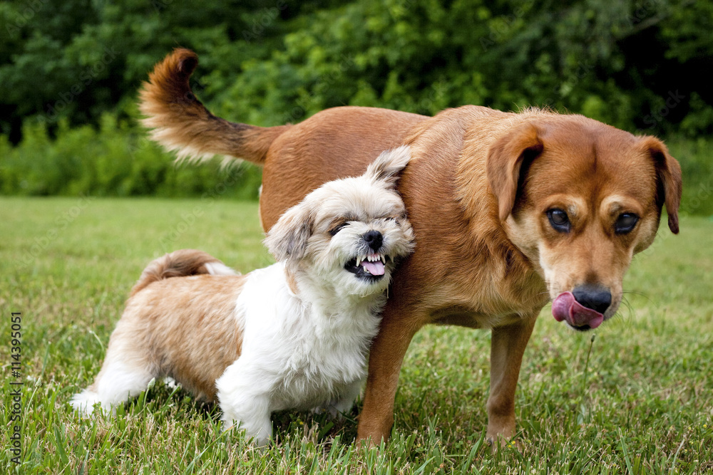 Two silly mutts on green grass side by side, the smaller one barring her teeth and the larger one sticking her tongue out Two silly mutts on green grass side by side, the smaller one barring her teeth and the larger one sticking her tongue out