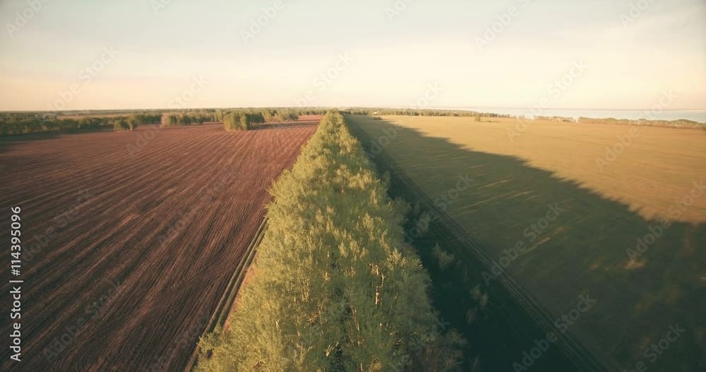4k aerial view. Flight over green and yellow wheat rural field and at sunny summer day. Trees and sea at horizon. 4k aerial view. Flight over green and yellow wheat rural field and at sunny summer day. Trees and sea at horizon.