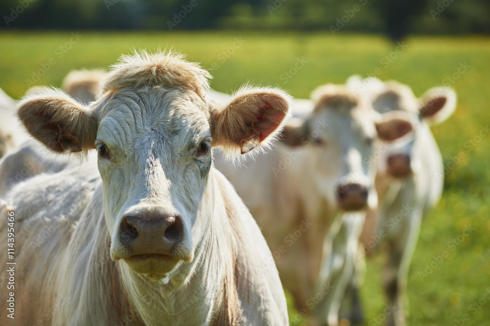 charolais 14