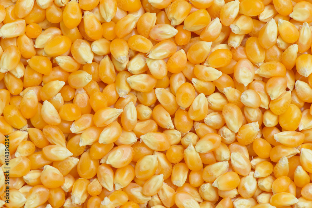 Popcorn seed background, Deatial popcorn seed and textured, Raw Maize background Popcorn seed background, Deatial popcorn seed and textured, Raw Maize background