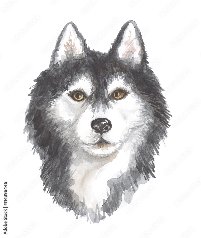 Obraz Siberian husky. Image of a big thoroughbred dog. Watercolor painting.
