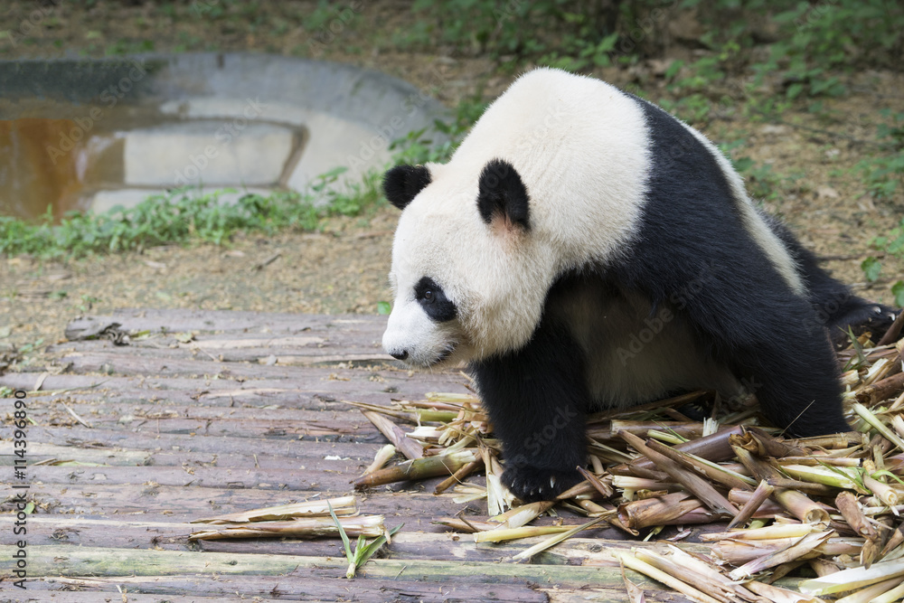 Obraz premium Giant panda bear in Chengdu, China