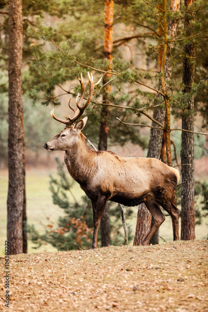 Obraz Red deer stag in autumn fall forest