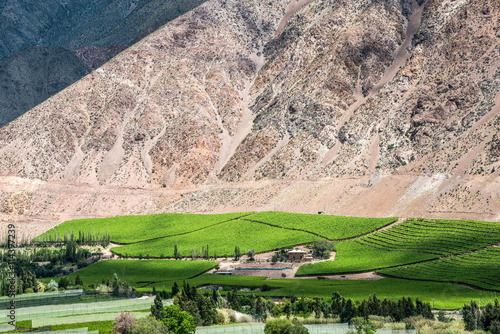 Vineyards of Elqui Valley, Andes part of Atacama Desert photo