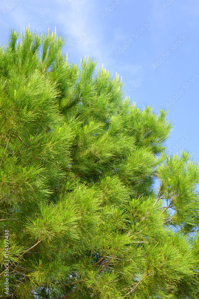 Pine branches close up. Pine branches close up.