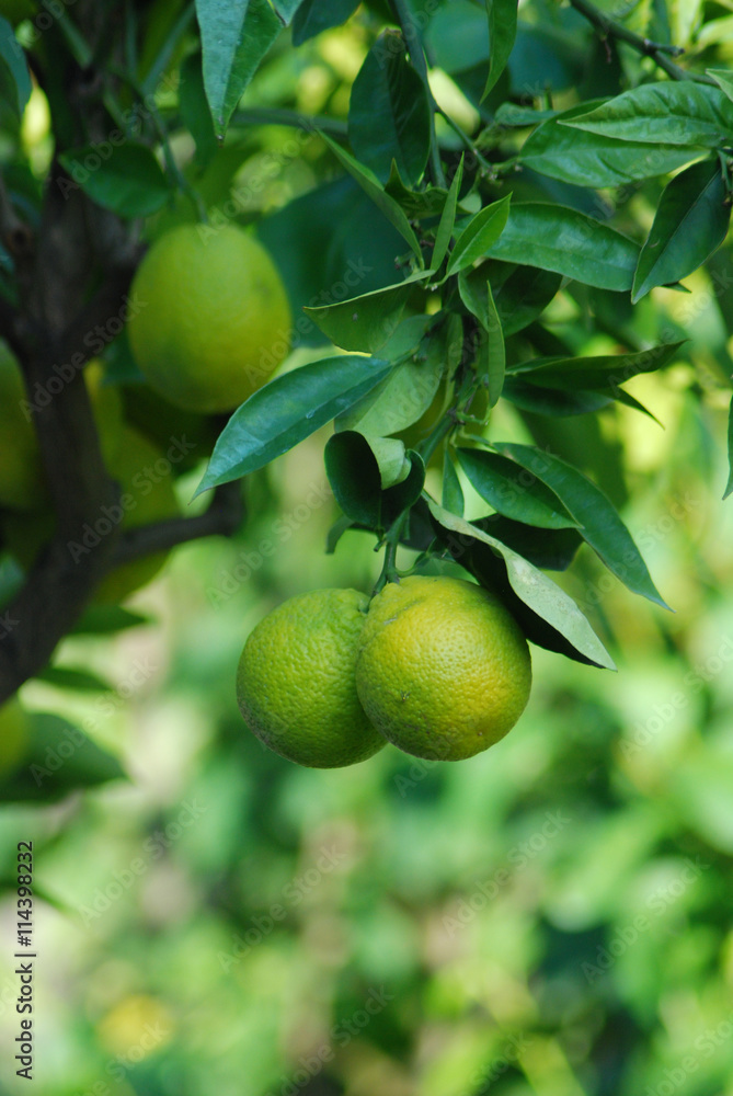 LIME TREE UP CLOSE WITH FRESH LIMES