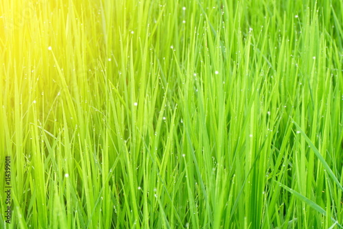 green rice field with sunlight in the morning background