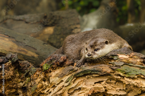 Otter in nature