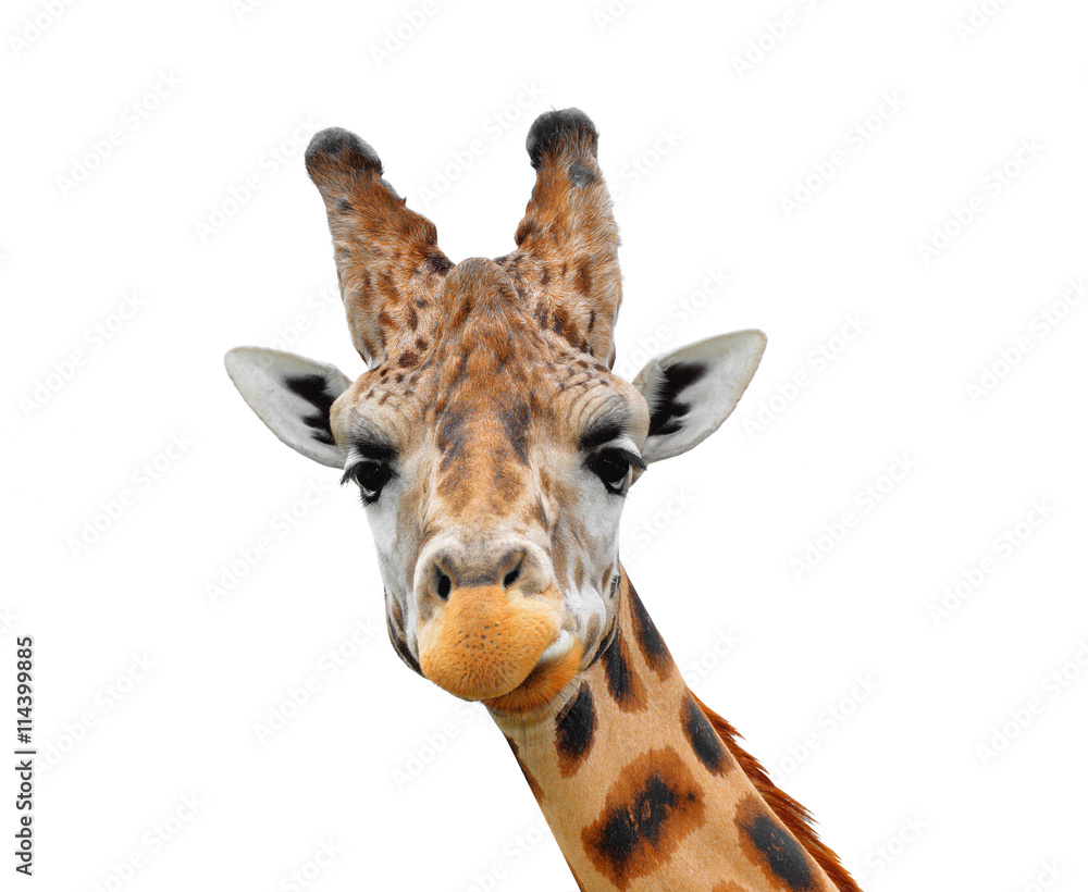 Obraz premium Portrait of a giraffe isolated on white background