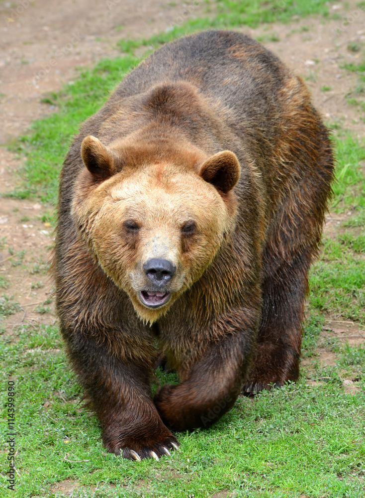 Brown Bear (Ursus arctos) StockFoto Adobe Stock