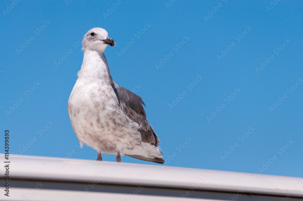 seagull at port of San Francisco, California, USA seagull at port of San Francisco, California, USA