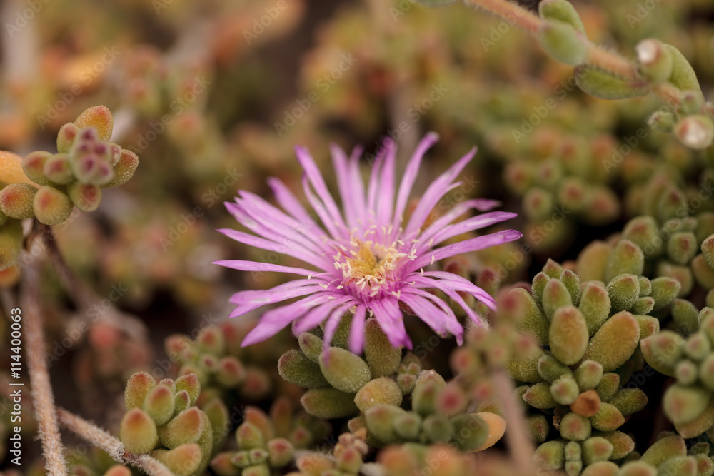 Pink Flower On Ice Plant Succulent Carpobrotus Edulis Creeping Ground Cover On Beach Sand In The Spring In Southern California With The Ocean In The Background Stock Photo Adobe Stock Pink Flower On Ice Plant Succulent Carpobrotus Edulis Creeping Ground Cover On Beach Sand In The Spring In Southern California With The Ocean In The Background Stock Photo Adobe Stock
