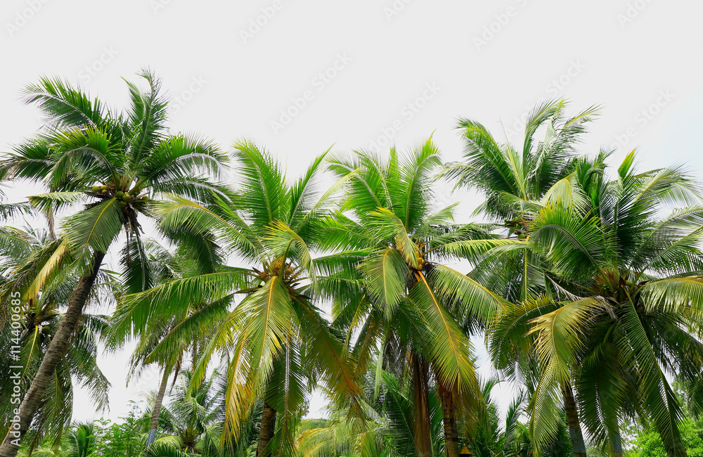 coconut trees with sunlight