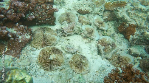 Fungia mushroom coral underwater on the ocean floor on a fringing reef of Huahine island, Pacific ocean, French Polynesia
 photo