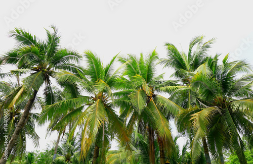 coconut trees with sunlight