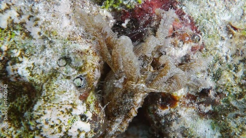 Underwater marine life, tentacles of a Synaptid cucumber, Synapta maculata, searching food on the seabed, Pacific ocean, French polynesia
 photo