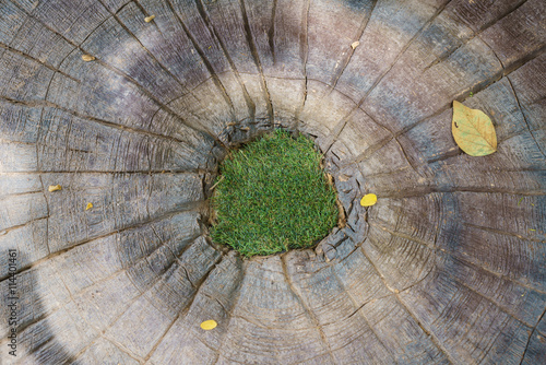  top view tree stump on the green grass texture background photo