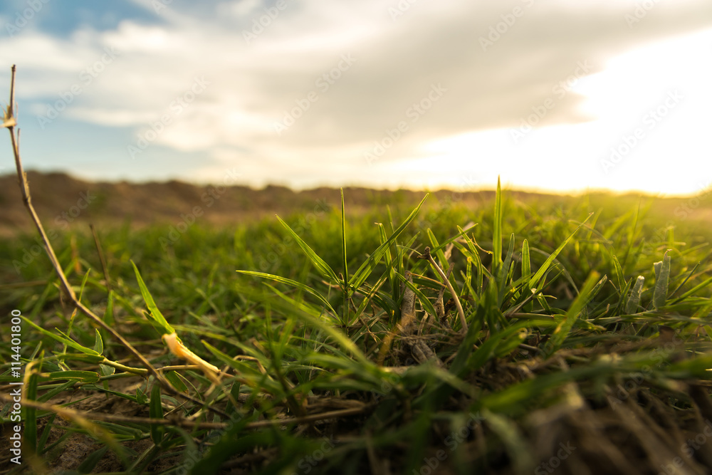 close up grass on ground for nature background with sun set ligh