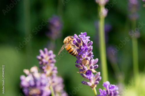 Fototapeta Naklejka Na Ścianę i Meble -  Buckfastbiene sammelt Pollen am Lavendel
