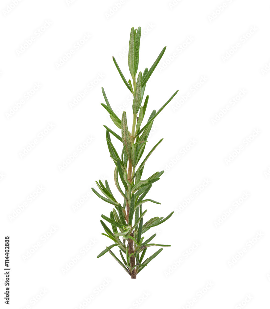 rosemary isolated on white background rosemary isolated on white background