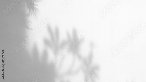 shadow of the leaves on a white wall