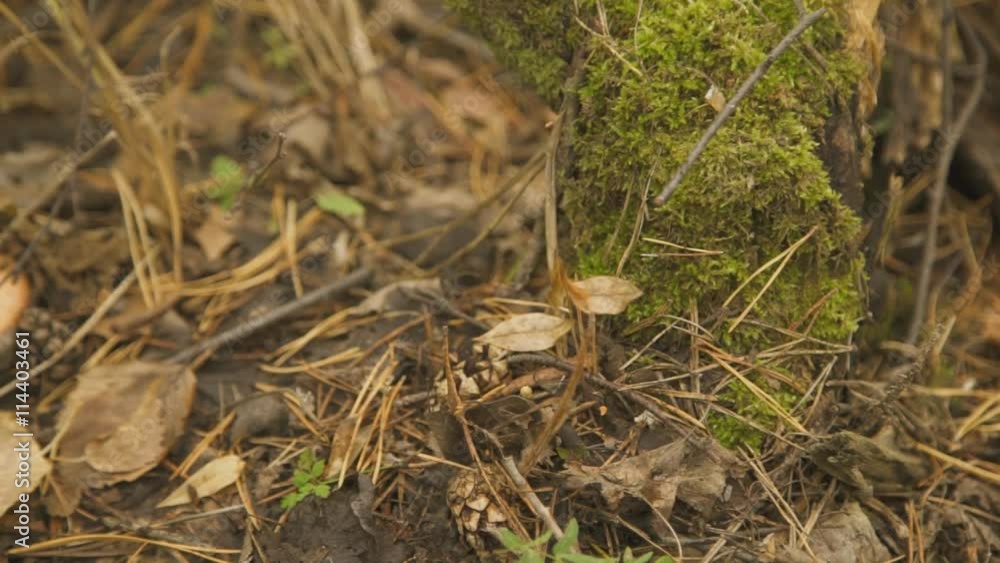 Dark green moss, dry leaves and needles, red pine mushroom among them. Dark green moss, dry leaves and needles, red pine mushroom among them.