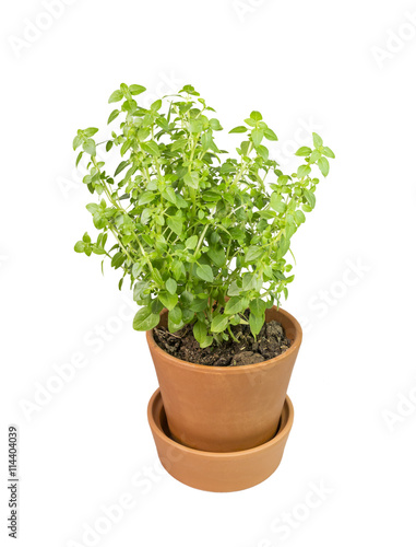 basil pot, isolated , herb