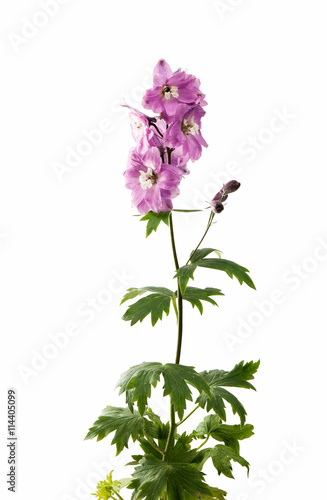 violet delphinium flower isolated