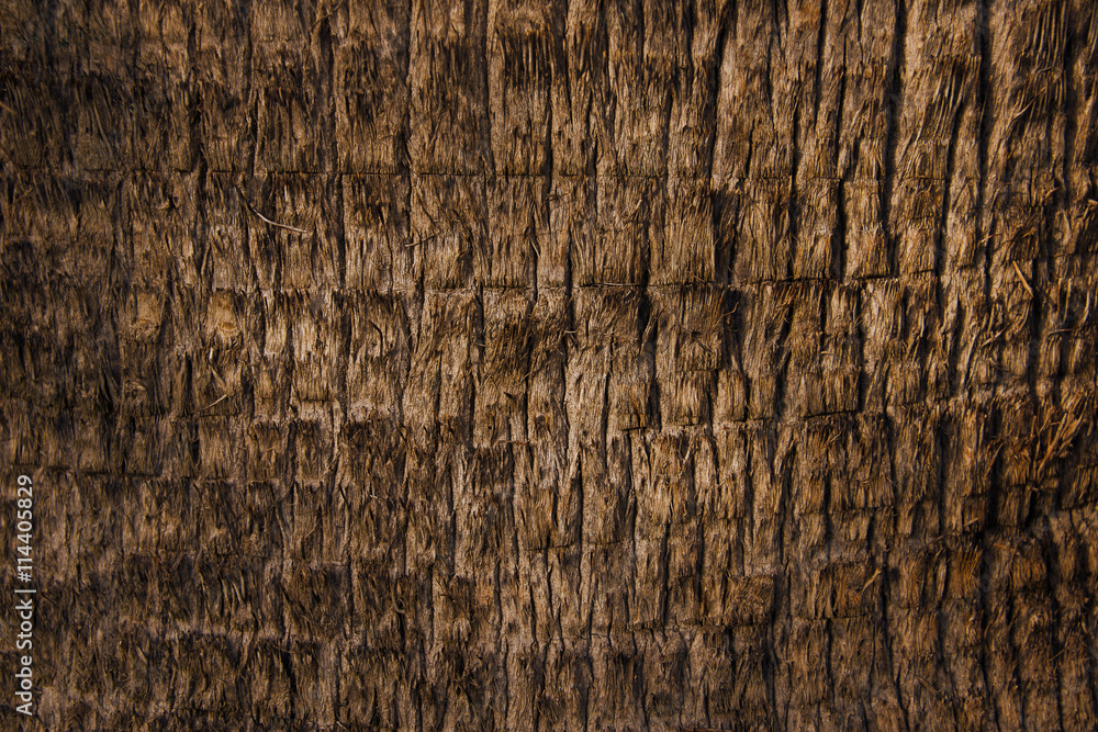 Fototapeta premium palm bark fine pattern