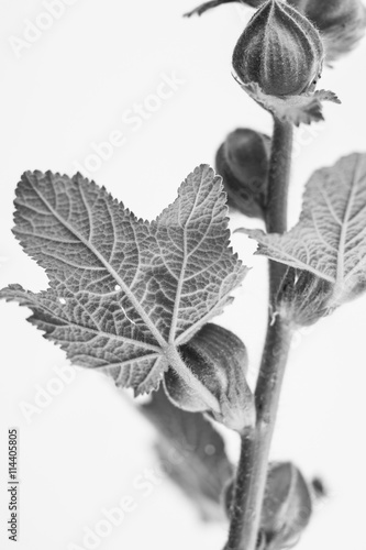 Black and white macrophoto of plant object with depth of field
